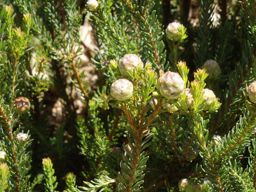 Kirstenbosch National Botanical Garden.